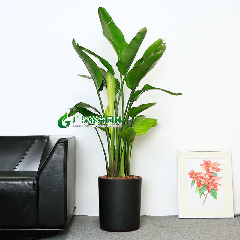 ����ֲ��