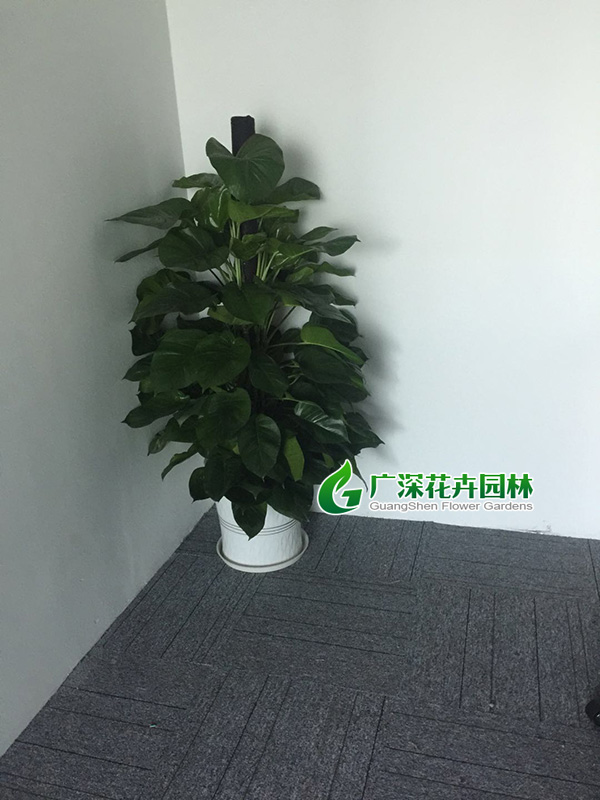 ����ֲ��