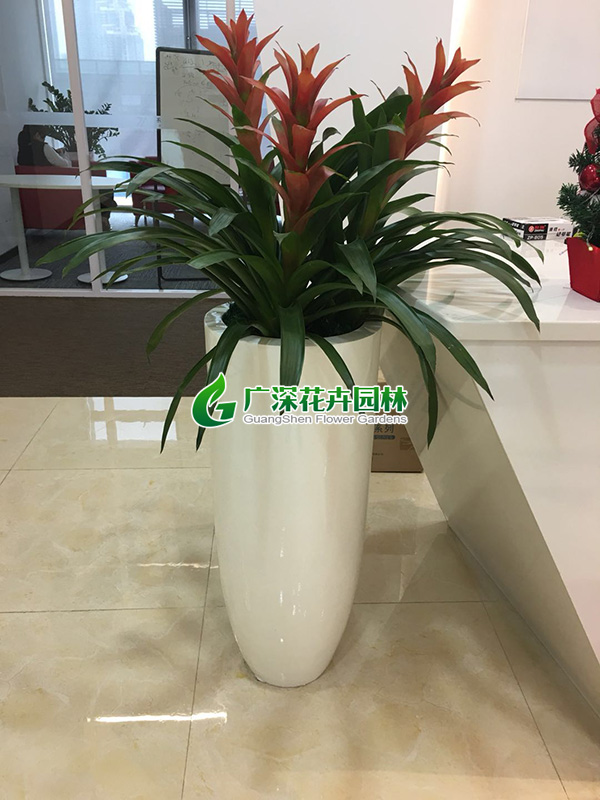 ����ֲ��