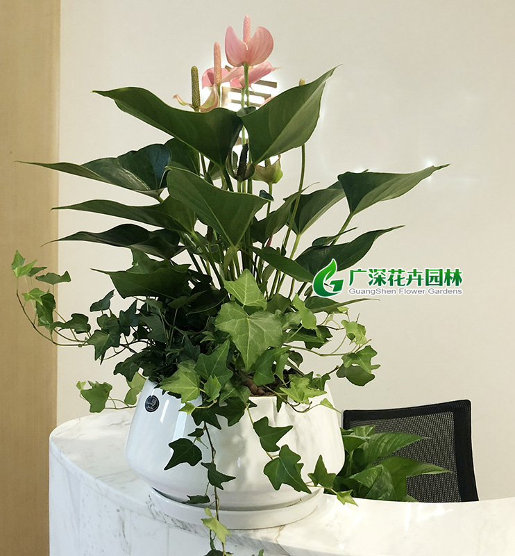 ����ֲ��