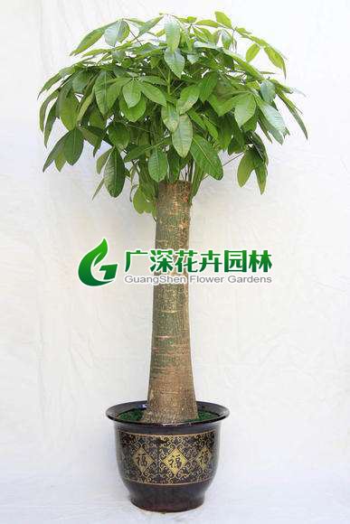 ����ֲ��