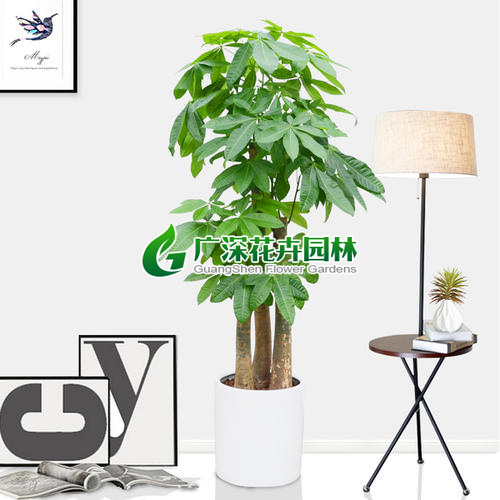 ����ֲ��