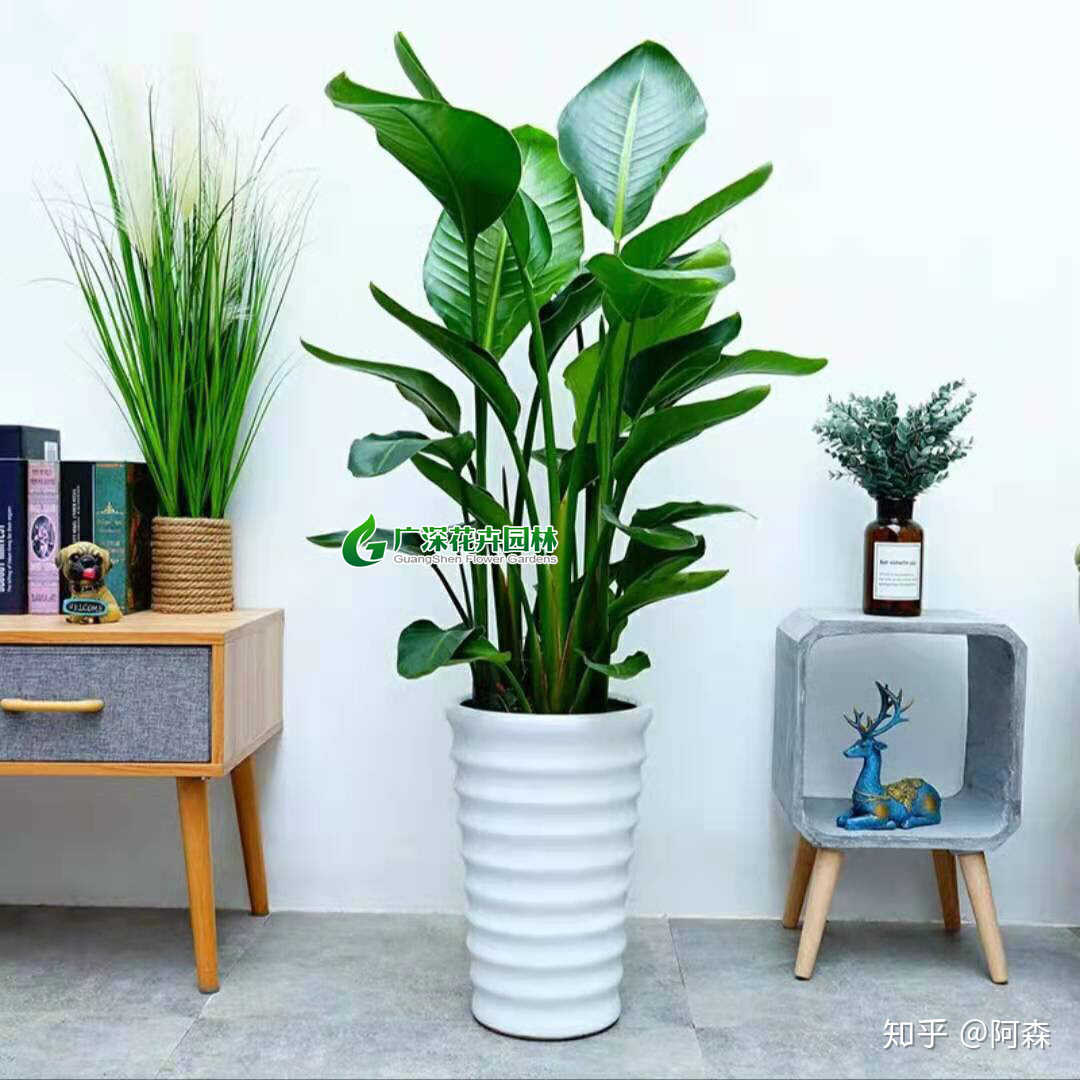 ����ֲ��