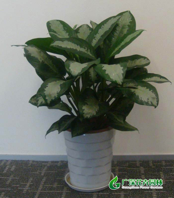 ����ֲ��