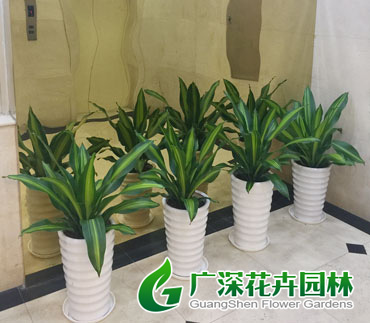 ����ֲ��