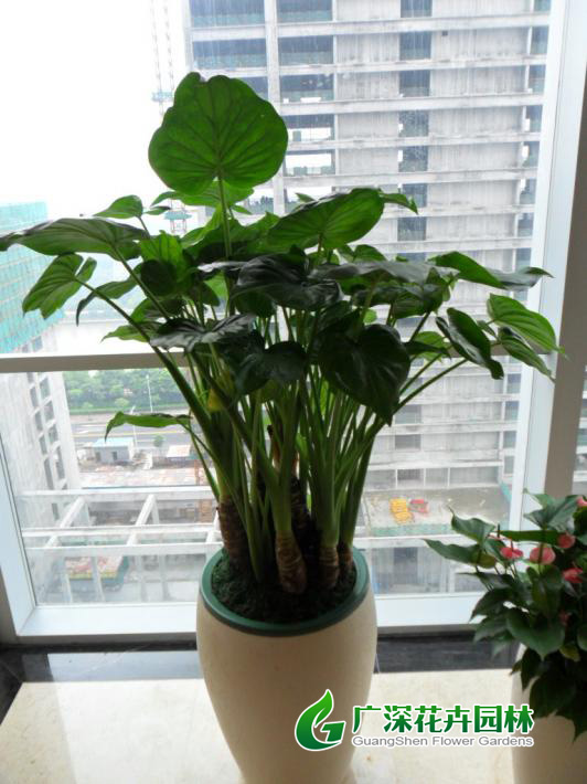 ����ֲ��