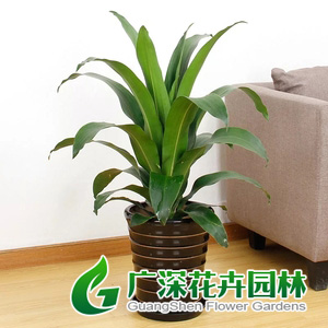 ����ֲ��