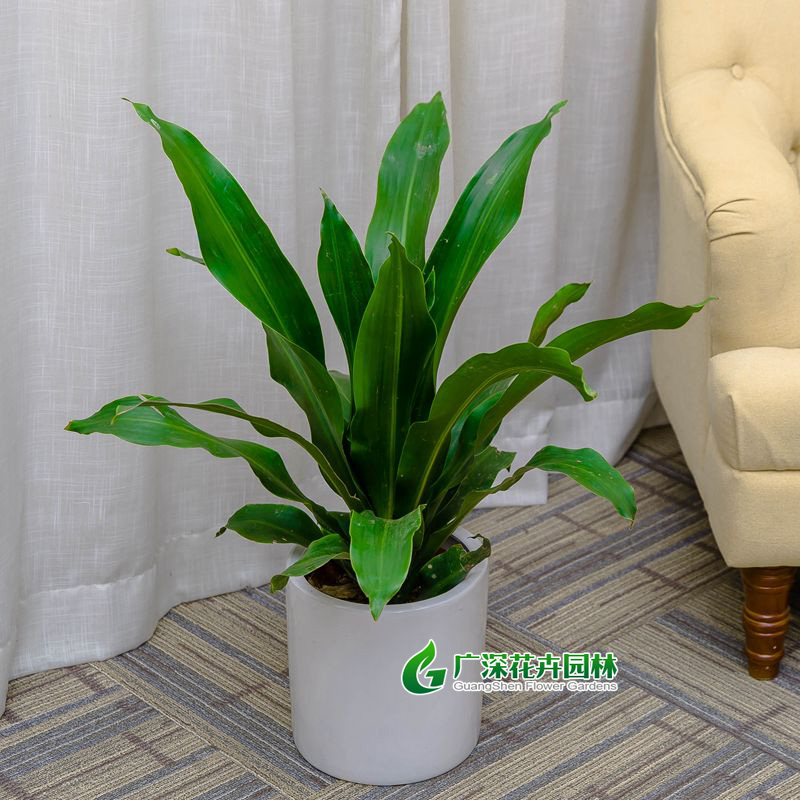 ����ֲ��