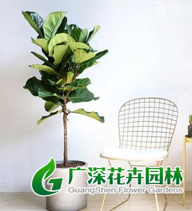 ����ֲ��