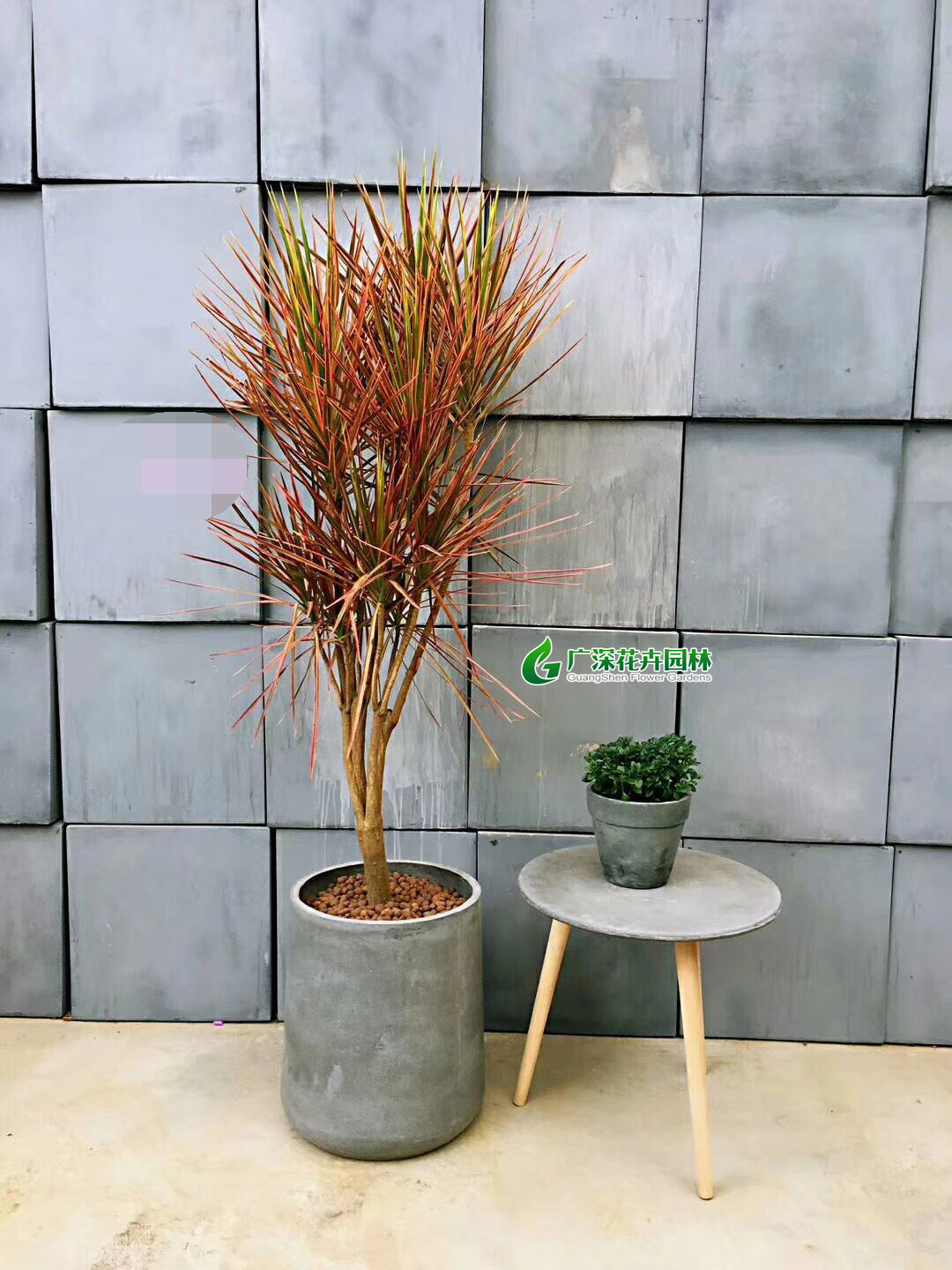 ����ֲ��