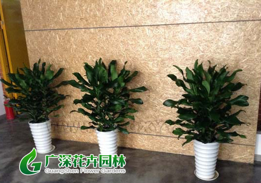 ����ֲ��