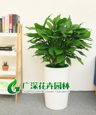 ����ֲ��