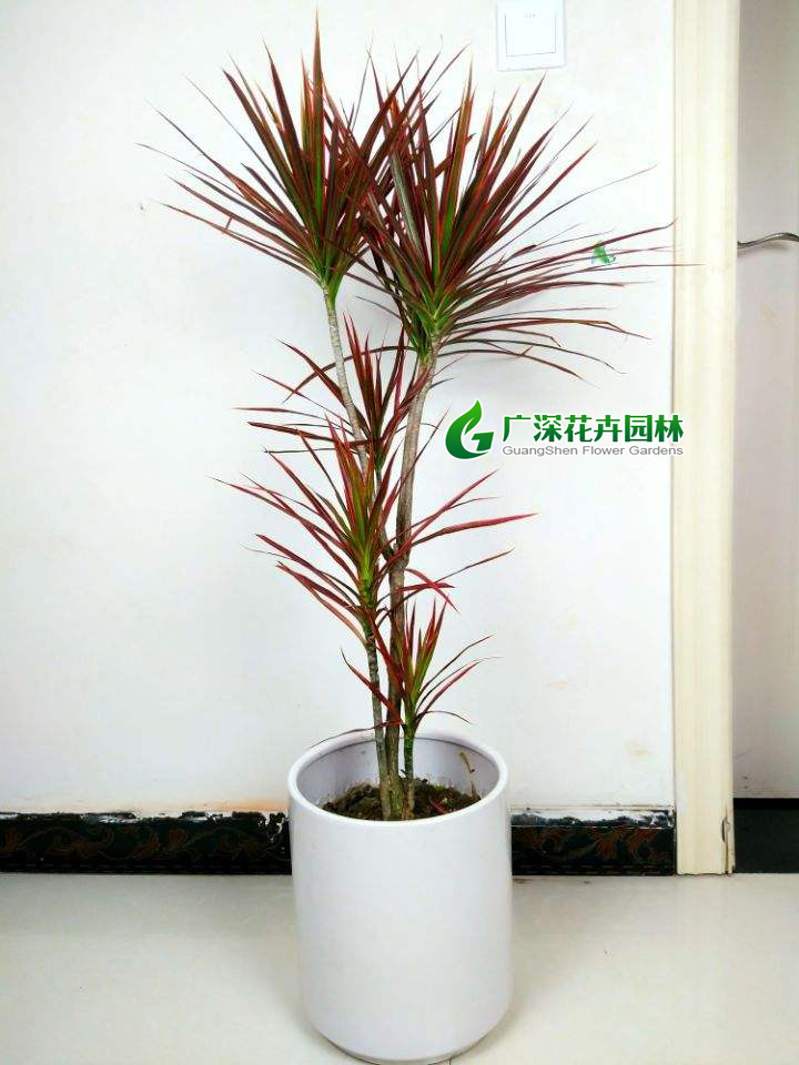 ����ֲ��