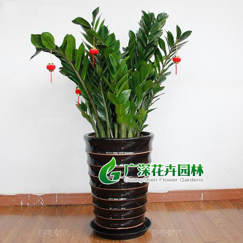 ����ֲ��