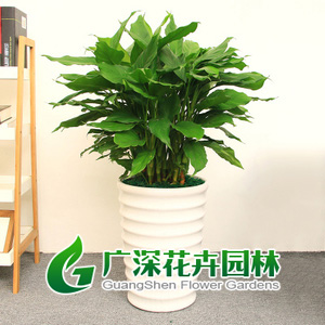 ����ֲ��