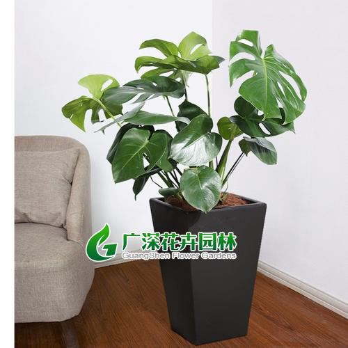 ����ֲ��