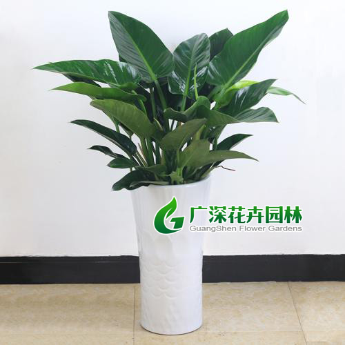 ����ֲ��