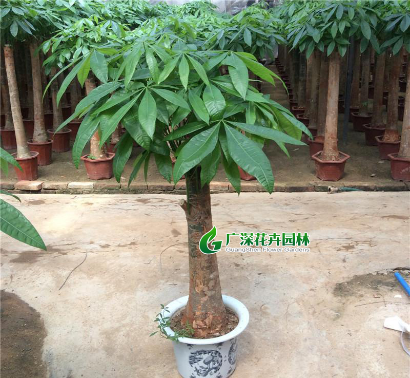 ����ֲ��